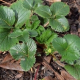 Kako tretirati jagode u proljeće od bolesti i štetočina